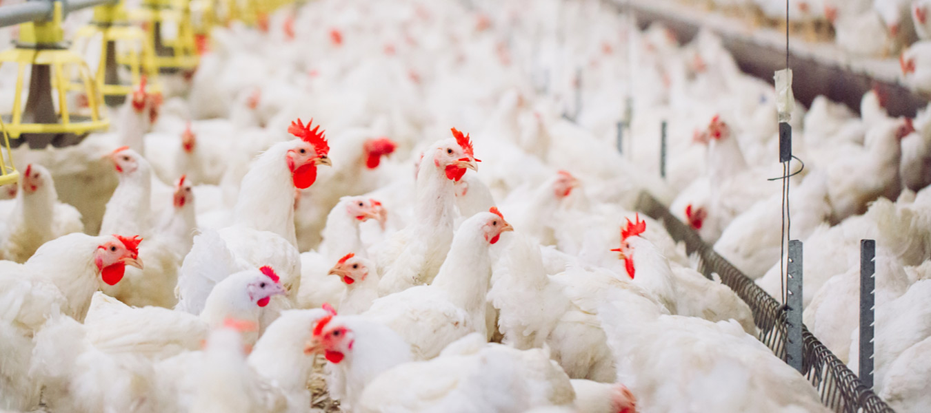 Yassin Poultry Investment Company