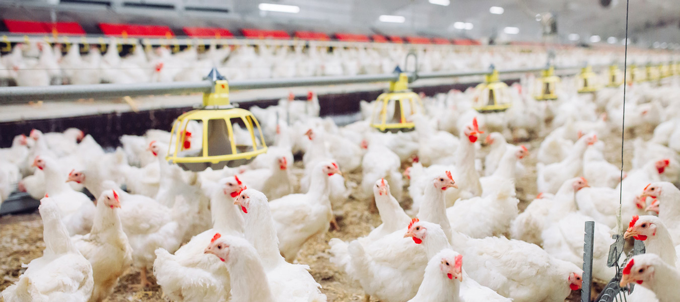 Yassin Poultry Investment Company